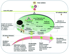 Graphical abstract: Effects of UV radiation on aquatic ecosystems and interactions with other environmental factors