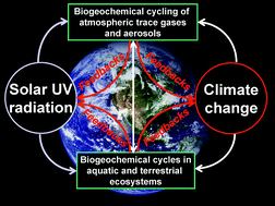 Graphical abstract: Effects of stratospheric ozone depletion, solar UV radiation, and climate change on biogeochemical cycling: interactions and feedbacks
