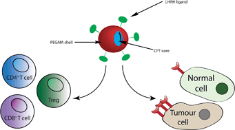 Graphical abstract: Camptothecin prodrug block copolymer micelles with high drug loading and target specificity