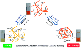 Graphical abstract: A water-soluble polymer for selective colorimetric sensing of cysteine and homocysteine with temperature-tunable sensitivity