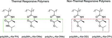 Graphical abstract: New thermal-responsive polymers based on alanine and (meth)acryl amides