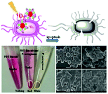 Graphical abstract: BODIPY-based macromolecular photosensitizer with cation-enhanced antibacterial activity