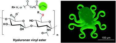 Graphical abstract: Enzymatic synthesis of hyaluronic acid vinyl esters for two-photon microfabrication of biocompatible and biodegradable hydrogel constructs