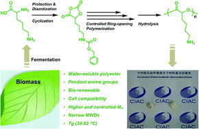 Graphical abstract: New bio-renewable polyester with rich side amino groups from l-lysine via controlled ring-opening polymerization
