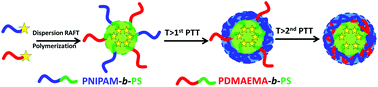 Graphical abstract: Doubly thermo-responsive nanoparticles constructed with two diblock copolymers prepared through the two macro-RAFT agents co-mediated dispersion RAFT polymerization