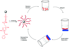 Graphical abstract: Polymer grafted recyclable magnetic nanoparticles