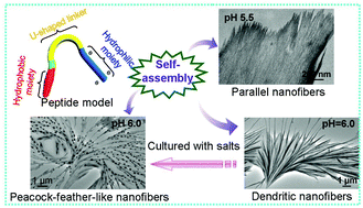 Graphical abstract: Adjustable nanofibers self-assembled from an irregular conformational peptide amphiphile
