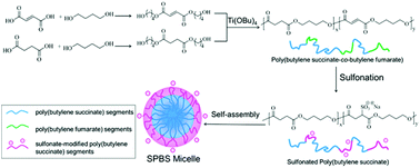 Graphical abstract: A facile and versatile strategy to efficiently synthesize sulfonated poly(butylene succinate), self-assembly behavior and biocompatibility