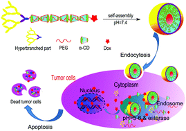 Graphical abstract: pH-responsive dendritic polyrotaxane drug-polymer conjugates forming nanoparticles as efficient drug delivery system for cancer therapy