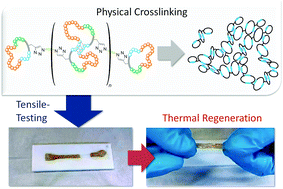 Graphical abstract: Titin-mimicking polycyclic polymers with shape regeneration and healing properties