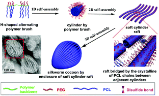 Graphical abstract: Silkworm cocoons by cylinders self-assembled from H-shaped alternating polymer brushes