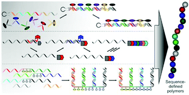 Graphical abstract: Controlling monomer-sequence using supramolecular templates