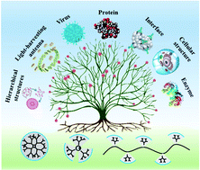 Graphical abstract: Recent developments and applications of bioinspired dendritic polymers