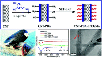 Graphical abstract: Surface modification of carbon nanotubes by combination of mussel inspired chemistry and SET-LRP