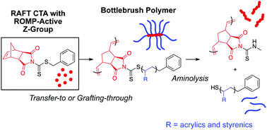 Graphical abstract: Synthesis of bottlebrush polymers via transfer-to and grafting-through approaches using a RAFT chain transfer agent with a ROMP-active Z-group