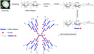 Graphical abstract: A novel biodegradable hyperbranched polyester prepared from cellulose and tyrosine via the synthesis route of glycopeptides