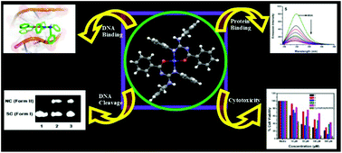 Graphical abstract: DNA/protein binding, DNA cleavage, cytotoxicity, superoxide radical scavenging and molecular docking studies of copper(ii) complexes containing N-benzyl-N′-aryl-N′′-benzoylguanidine ligands