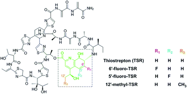 Graphical abstract: Target-oriented design and biosynthesis of thiostrepton-derived thiopeptide antibiotics with improved pharmaceutical properties
