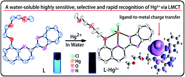 Graphical abstract: A water-soluble highly sensitive and selective fluorescent sensor for Hg2+ based on 2-(2-(8-hydroxyquinolin)-yl)benzimidazole via ligand-to-metal charge transfer (LMCT)