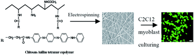 Graphical abstract: Nanofibrous electroactive scaffolds from a chitosan-grafted-aniline tetramer by electrospinning for tissue engineering