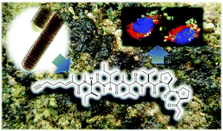 Graphical abstract: Kurahyne, an acetylene-containing lipopeptide from a marine cyanobacterial assemblage of Lyngbya sp.