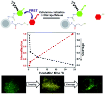 Graphical abstract: FRET-reporter nanoparticles to monitor redox-induced intracellular delivery of active compounds
