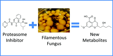 Graphical abstract: Epigenetic manipulation of a filamentous fungus by the proteasome-inhibitor bortezomib induces the production of an additional secondary metabolite