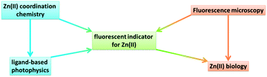 Graphical abstract: Zn(ii)-coordination modulated ligand photophysical processes – the development of fluorescent indicators for imaging biological Zn(ii) ions