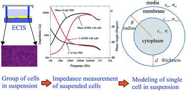 Graphical abstract: Evaluation of single cell electrical parameters from bioimpedance of a cell suspension
