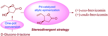 Graphical abstract: Stereoselective inversion of γ-vinyl-γ-butyrolactone under palladium catalysis: application to the synthesis of (+)-exo- and (+)-endo-brevicomins