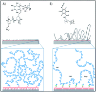 Graphical abstract: Impact of chain morphology on the lubricity of surface-grafted polysaccharides