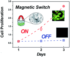 Graphical abstract: A catalase-magnetic switch for cell proliferation