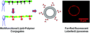Graphical abstract: Synthesis of multifunctional lipid–polymer conjugates: application to the elaboration of bright far-red fluorescent lipid probes