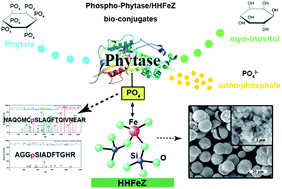 Graphical abstract: Fabrication of phospho-phytase/heteroatomic hierarchical Fe-ZSM-5 zeolite (HHFeZ) bio-conjugates for eco-sustainable utilization of phytate-phosphorus