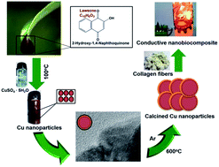 Graphical abstract: Green synthesis of copper nanoparticles and conducting nanobiocomposites using plant and animal sources