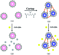 Graphical abstract: Highly sensitive turn-on fluorescent detection of cartap via a nonconjugated gold nanoparticle–quantum dot pair mediated by inner filter effect