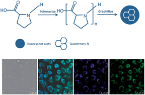 Graphical abstract: Water-dispersible, pH- and ultralong stable, biocompatible, and highly luminescent graphite-like poly(l-proline) dots: a cytoplasm staining reagent
