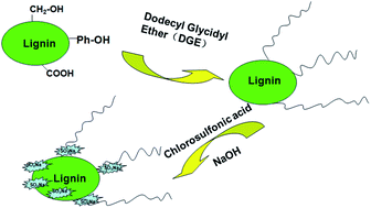 Graphical abstract: Modification of lignin with dodecyl glycidyl ether and chlorosulfonic acid for preparation of anionic surfactant