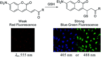 Graphical abstract: Ratiometric fluorescence probes based on a Michael acceptor type of coumarin and their application for the multichannel imaging of in vivo glutathione