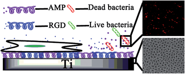 Graphical abstract: Local co-delivery and release of antimicrobial peptide and RGD using porous TiO2