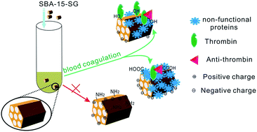 Graphical abstract: Surface group mediates the adsorption of in situ generated thrombin and its interaction with anti-thrombin in the protein corona of SBA-15