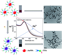 Graphical abstract: Triazole-acetate functionalized gold nanoparticles for colorimetric Pb(ii) sensing