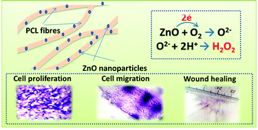 Graphical abstract: Electrospun polycaprolactone membranes incorporated with ZnO nanoparticles as skin substitutes with enhanced fibroblast proliferation and wound healing