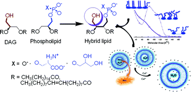 Graphical abstract: Physicochemical characterization of diacyltetrol-based lipids consisting of both diacylglycerol and phospholipid headgroups
