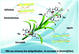 Graphical abstract: Enhanced delignification of cornstalk by employing superbase TBD in ionic liquids