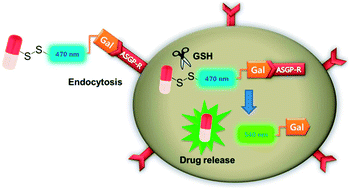 Graphical abstract: Camptothecin delivery into hepatoma cell line by galactose-appended fluorescent drug delivery system