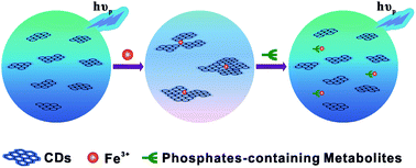 Graphical abstract: Phosphate-containing metabolites switch on phosphorescence of ferric ion engineered carbon dots in aqueous solution