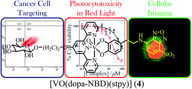 Graphical abstract: Oxovanadium(iv) catecholates of terpyridine bases for cellular imaging and photocytotoxicity in red light