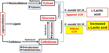 Graphical abstract: l-(+)-Lactic acid production by co-fermentation of cellobiose and xylose without carbon catabolite repression using Enterococcus mundtii QU 25