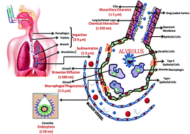 Graphical abstract: Role of size of drug delivery carriers for pulmonary and intravenous administration with emphasis on cancer therapeutics and lung-targeted drug delivery